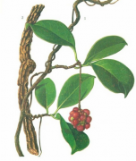 藥劑師論文發(fā)表簡(jiǎn)析當(dāng)前中藥實(shí)驗(yàn)發(fā)展管理制度