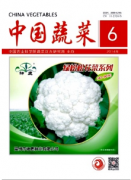 甘藍種植栽培新技術應用戰略