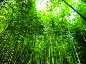 林業科技經營管理新方案