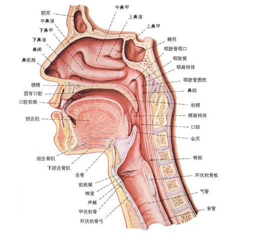 正確認(rèn)識(shí)什么是咽音以及它的保健作用
