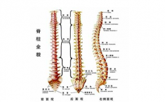 低頭族的脊柱護理有哪些方法