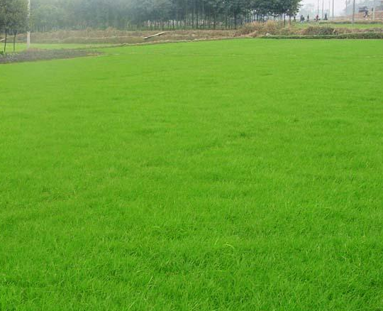 草坪種植技術(shù)的新應(yīng)用技巧
