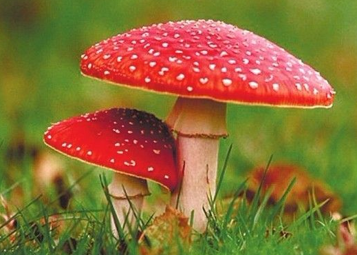 毒蕈中毒預(yù)防治療新方案