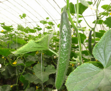 農業科技論文范文探索當前黃瓜的新科技種植技術及意義