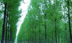 園林學論文正確認識楊樹林的種植管理新應用措施及意義
