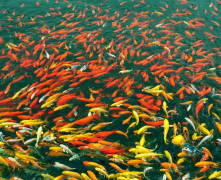 養殖技術論文發表探究當下魚業管理發展應用模式