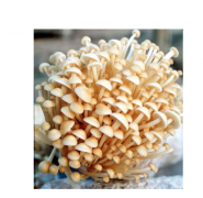 論文發表探討當今農業微生物發展創新的技術規范措施