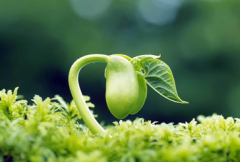 研討當(dāng)前農(nóng)業(yè)科技種子的新應(yīng)用措施及意義