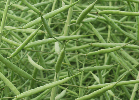 油菜品種選擇栽培新技術(shù)應(yīng)用