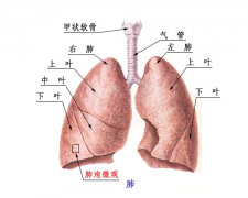 慢性支氣管炎的治療及臨床護(hù)理應(yīng)用