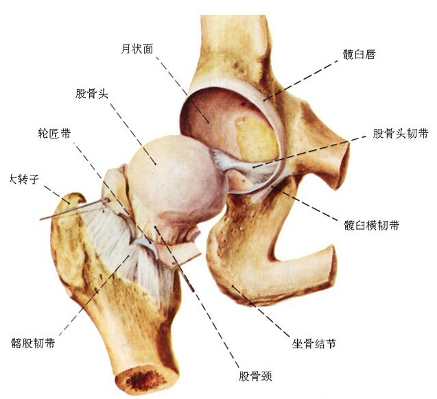 小兒創(chuàng)傷性髖關(guān)節(jié)滑膜炎的防治措施