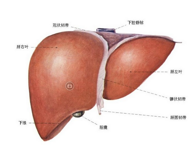 谷胱甘肽的應(yīng)用及治療新技巧