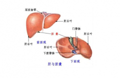 膽道腫瘤內科醫學治療新技巧