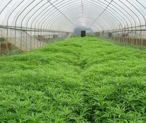 如何去加強大棚蔬菜應用的新發(fā)展管理技巧