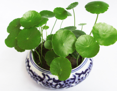 農業論文刊發分析銅錢草科學種植技術模式