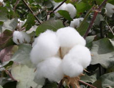 棉花種植管理應(yīng)用新方法