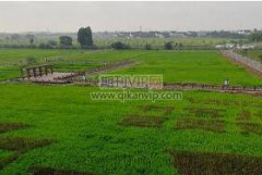 造林綠化工程中苗木栽植技術及其運用探究