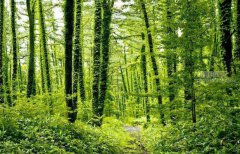 西伯利亞花楸種子不同處理對(duì)萌發(fā)特性的影響