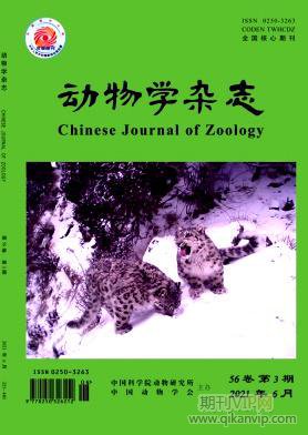 動物寫
